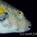 puffer_whitespotted_db_h_0705_png2123.jpg